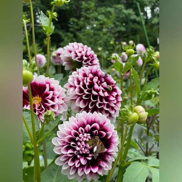 Ali’s This & That 🌸 - Picture 9 of 14